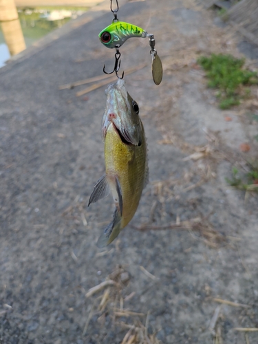 ブルーギルの釣果