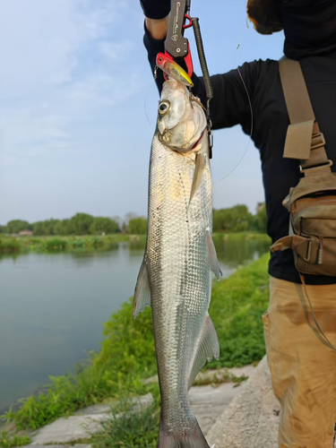 釣果