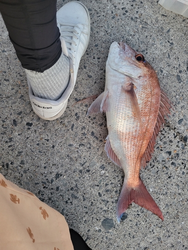 タイの釣果