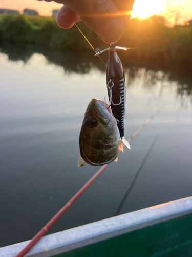 ブラックバスの釣果