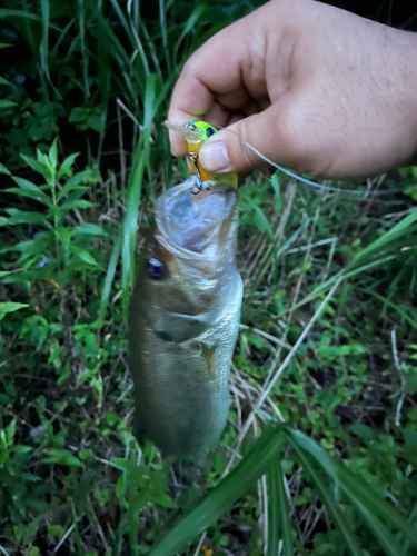 ラージマウスバスの釣果