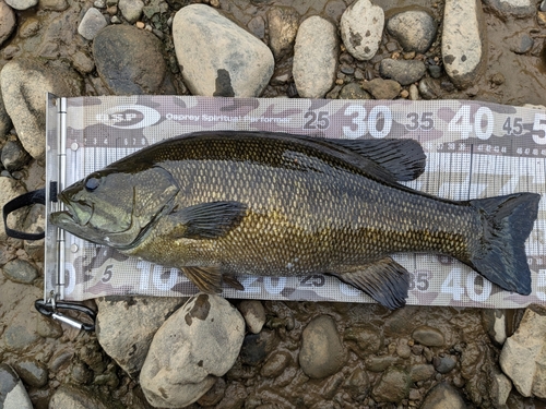 スモールマウスバスの釣果