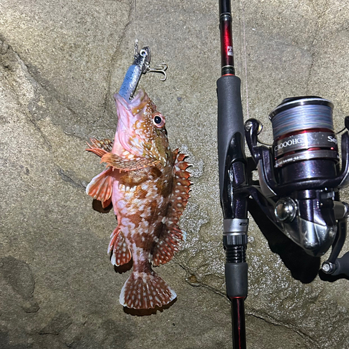 カサゴの釣果