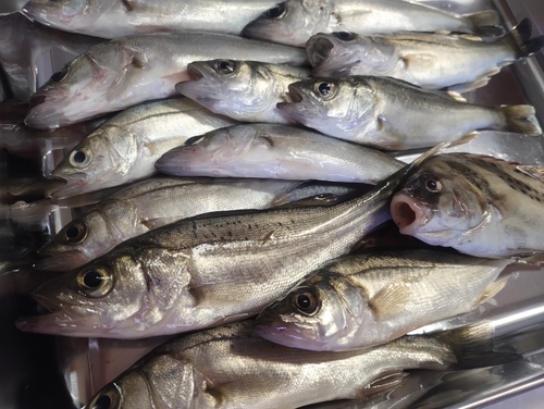 セイゴ（ヒラスズキ）の釣果