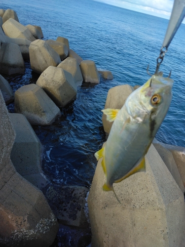 ショゴの釣果