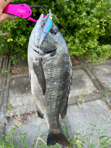 チヌの釣果