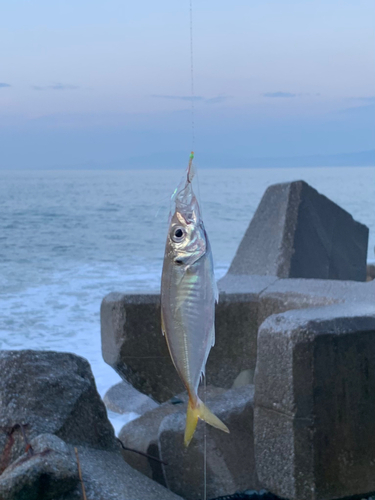 マアジの釣果