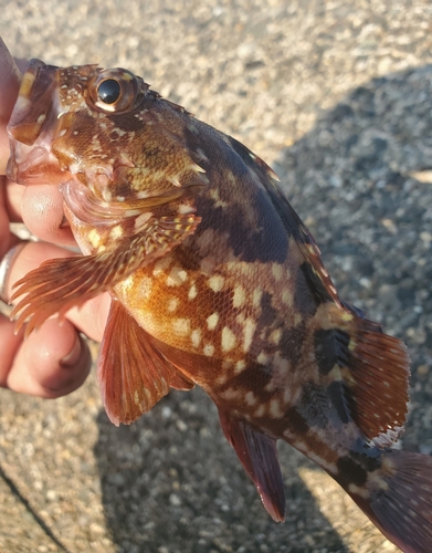 ガシラの釣果