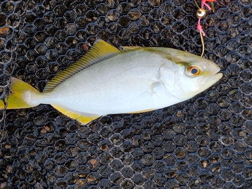 ショゴの釣果