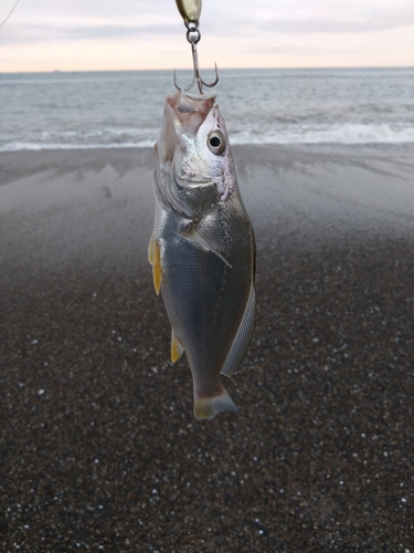 ニベの釣果