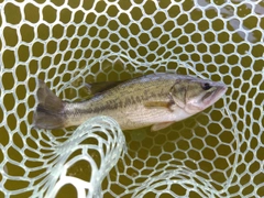 ブラックバスの釣果