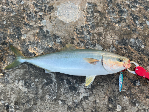 イナダの釣果