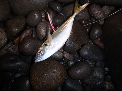 マアジの釣果