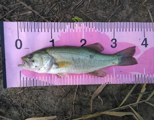 ブラックバスの釣果