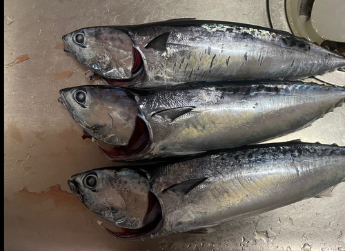 ソウダガツオの釣果