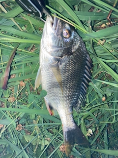 キチヌの釣果