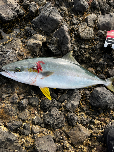 イナダの釣果