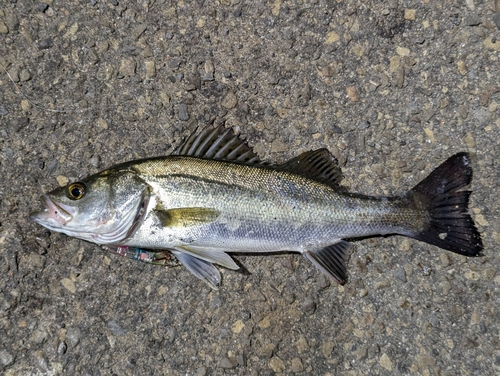 セイゴ（マルスズキ）の釣果