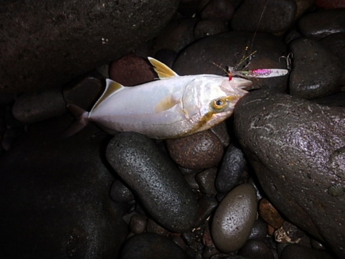 ネリゴの釣果