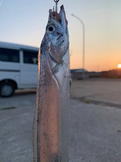 タチウオの釣果