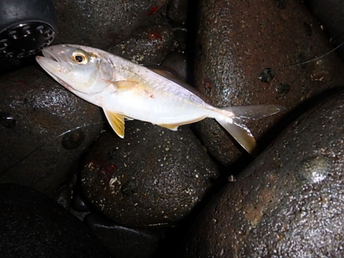 ネリゴの釣果