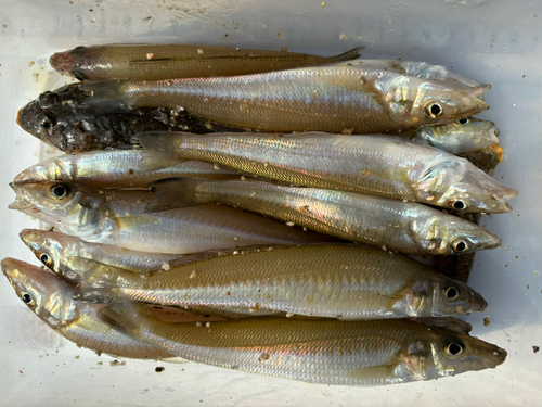 キスの釣果