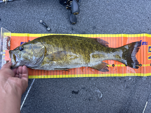 スモールマウスバスの釣果