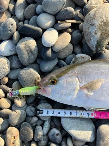 シオの釣果