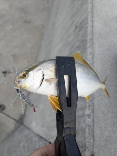 ワカシの釣果