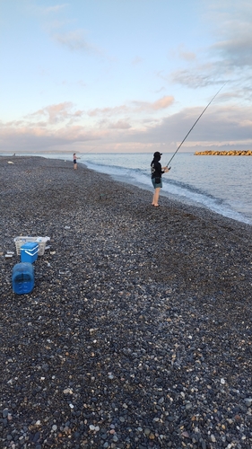 キスの釣果