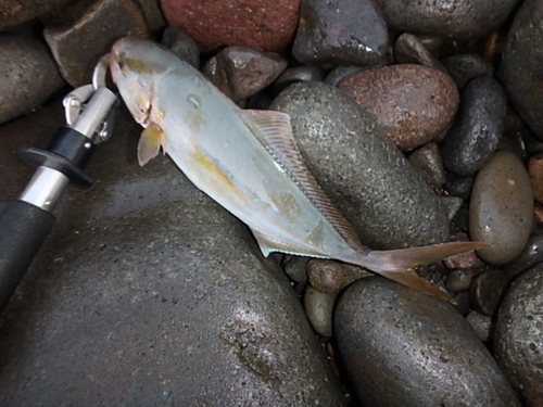 ネリゴの釣果