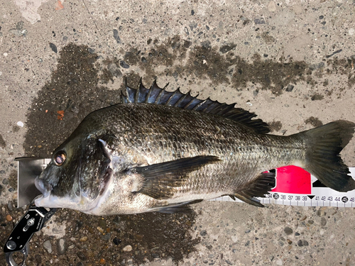 クロダイの釣果