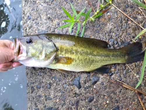 ラージマウスバスの釣果