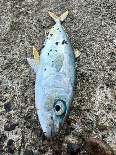 ツバスの釣果