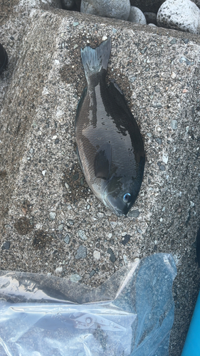 クチブトグレの釣果