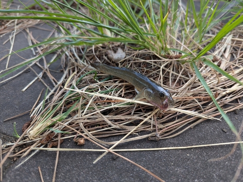 マハゼの釣果