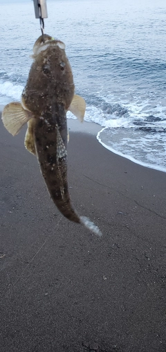 マゴチの釣果