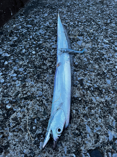 タチウオの釣果