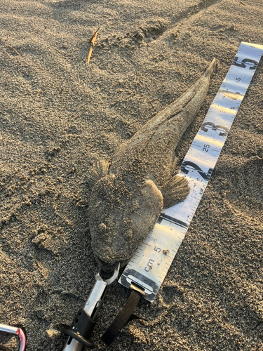 コチの釣果