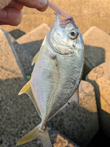 メッキの釣果