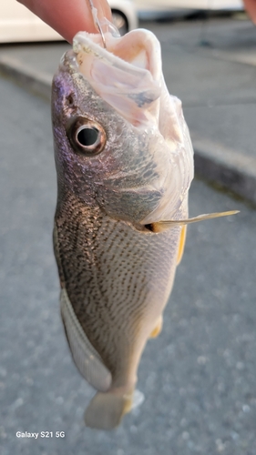 キジハタの釣果