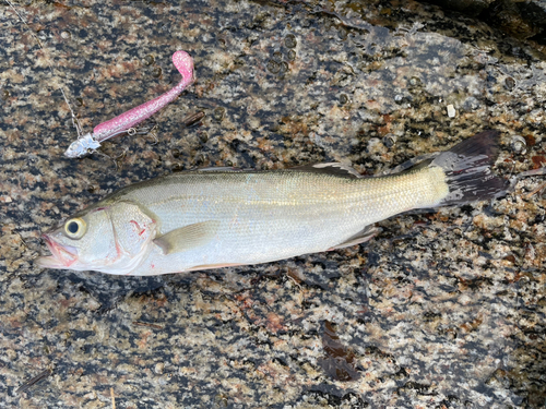 セイゴ（マルスズキ）の釣果