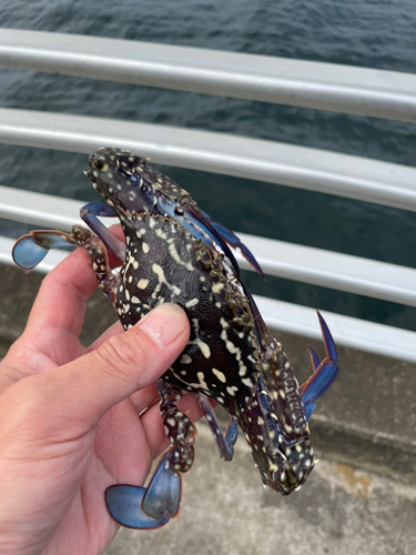 タイワンガザミの釣果