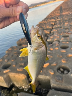 シオの釣果