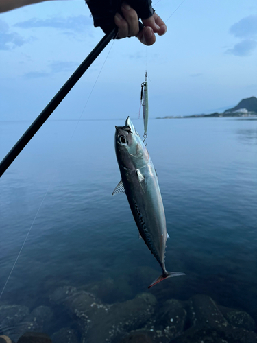 ソウダガツオの釣果