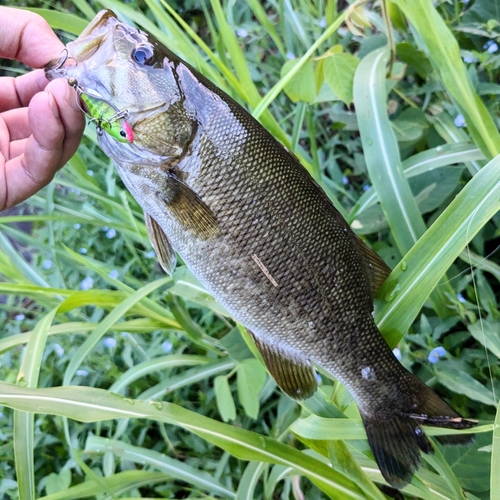 ラージマウスバスの釣果