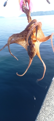 マダコの釣果