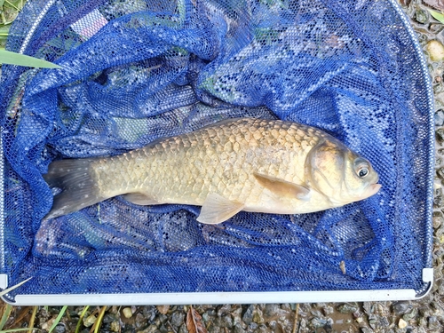 フナの釣果