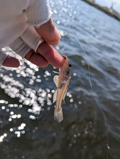 マハゼの釣果