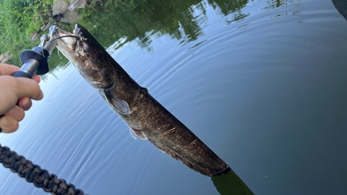 ナマズの釣果